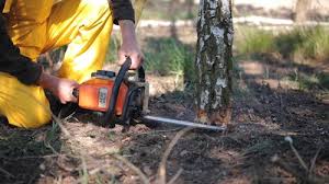 Best Storm Damage Tree Cleanup  in Stonegate, CO