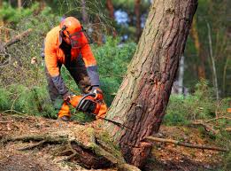 Reliable Stonegate, CO Tree Services Solutions