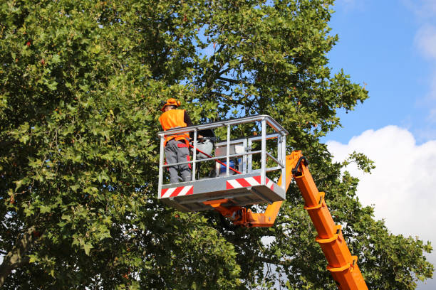 Best Firewood Processing and Delivery  in Stonegate, CO