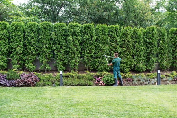 Best Fruit Tree Pruning  in Stonegate, CO