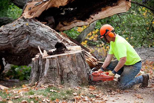 Best Leaf Removal  in Stonegate, CO