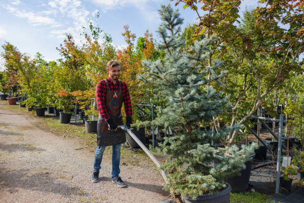 Best Tree Cabling and Bracing  in Stonegate, CO