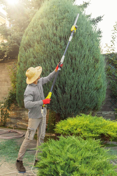 Best Lawn Maintenance Plans  in Stonegate, CO