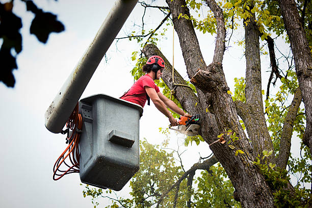 Best Tree Trimming and Pruning  in Stonegate, CO