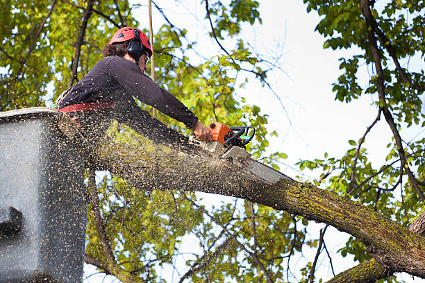 Best Hazardous Tree Removal  in Stonegate, CO